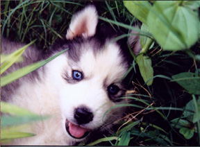 Husky Puppy